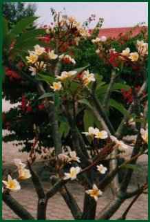 Das Foto wurde in Thailand aufgenommen. Von dieser Pflanze habe ich Ableger mitgebracht.