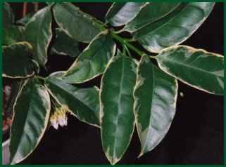 H. multiflora var.