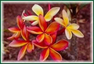 Plumeria rubra