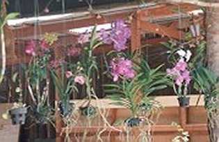 Orchideen an einem privaten Haus