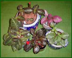 Episcia-Gruppe