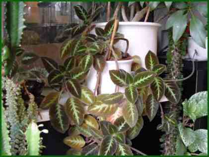 E. lilacina var. lilacina