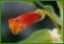 K. digitaliflora