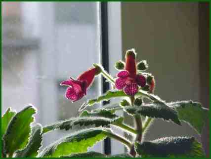 K.-Hybride 'Jester'