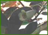 K.-Hybride 'Jester'
